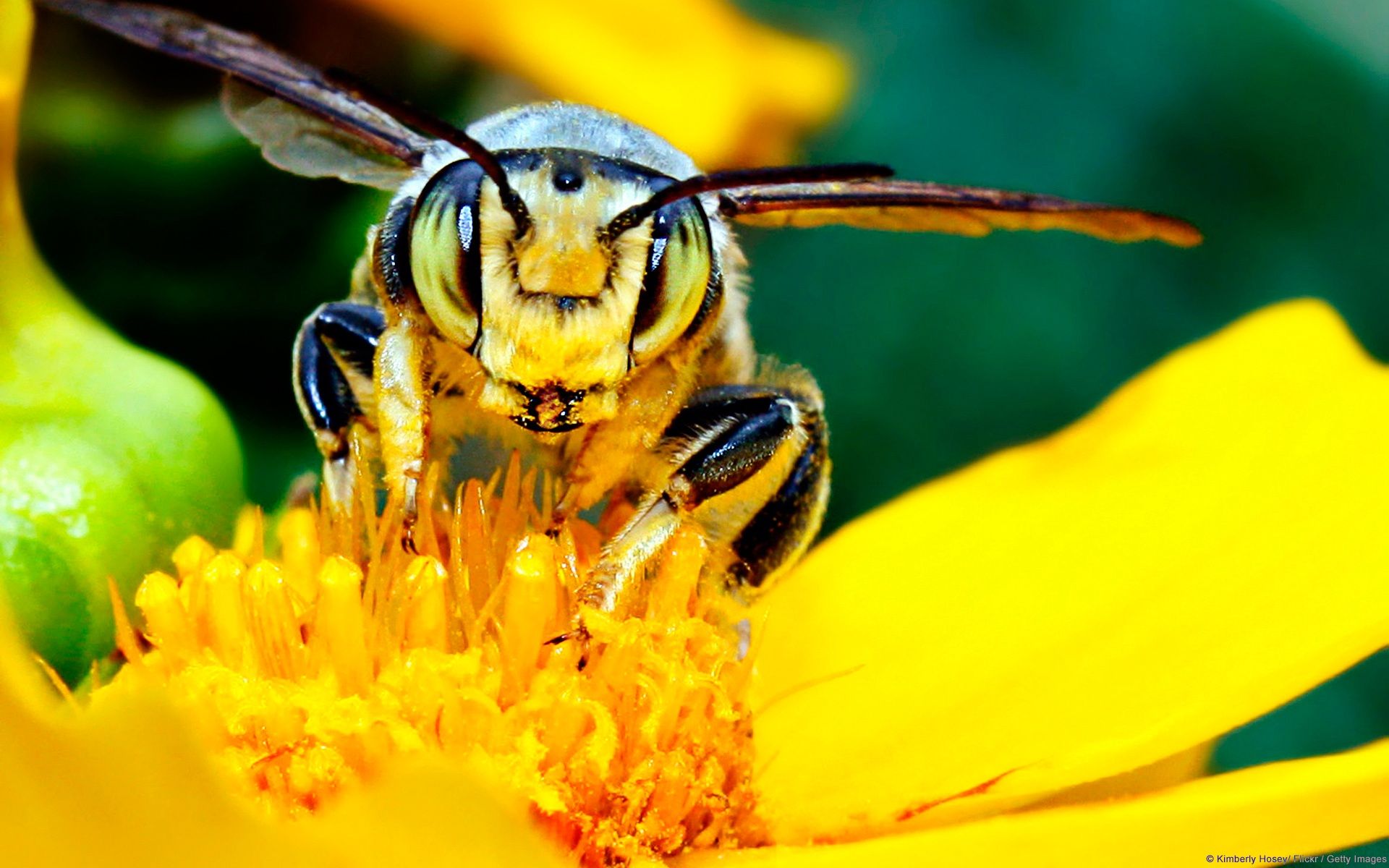 Fondo de pantalla de Abeja 1920x1200