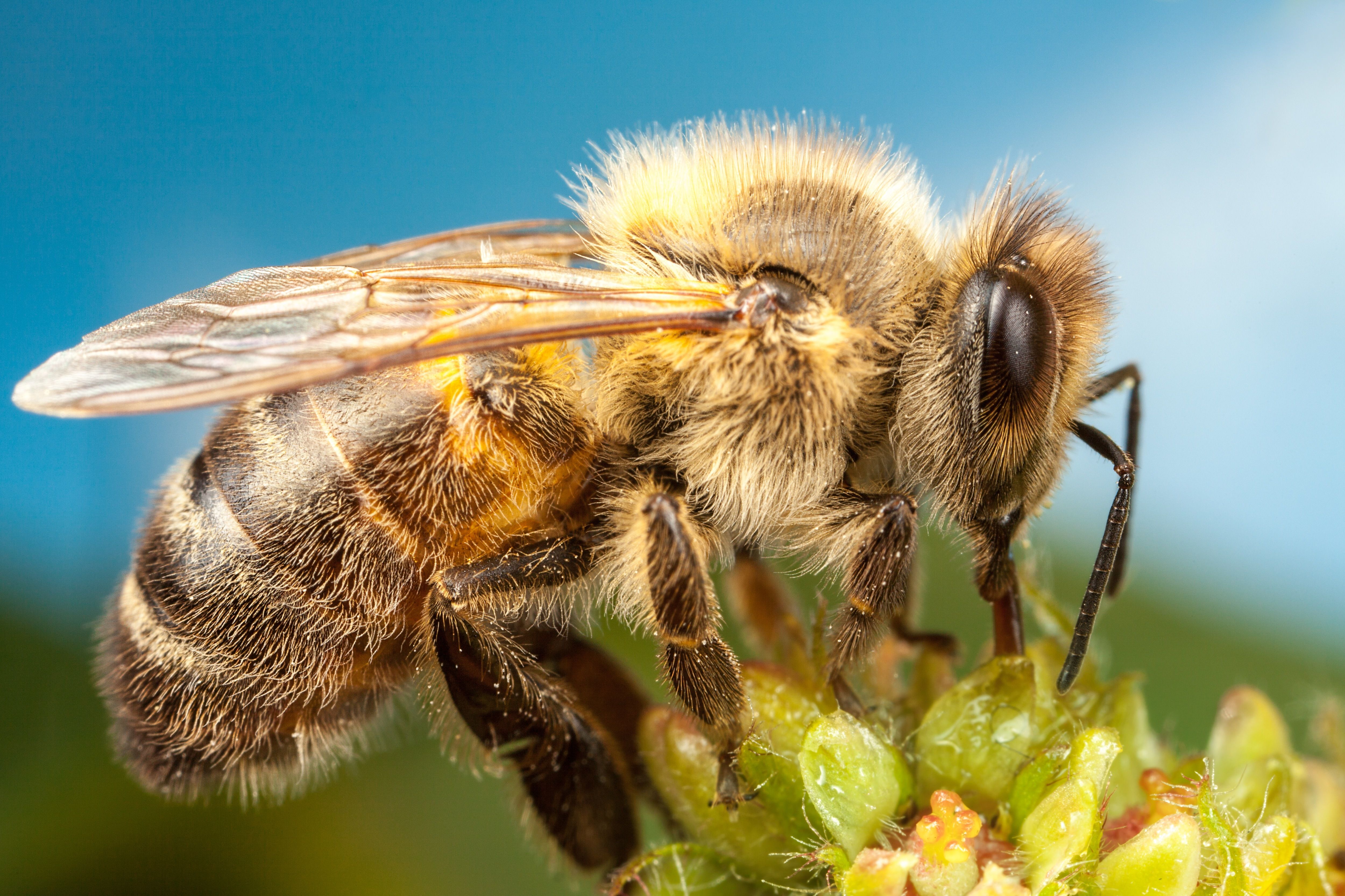 Fondo de pantalla de Abeja 5000x3334