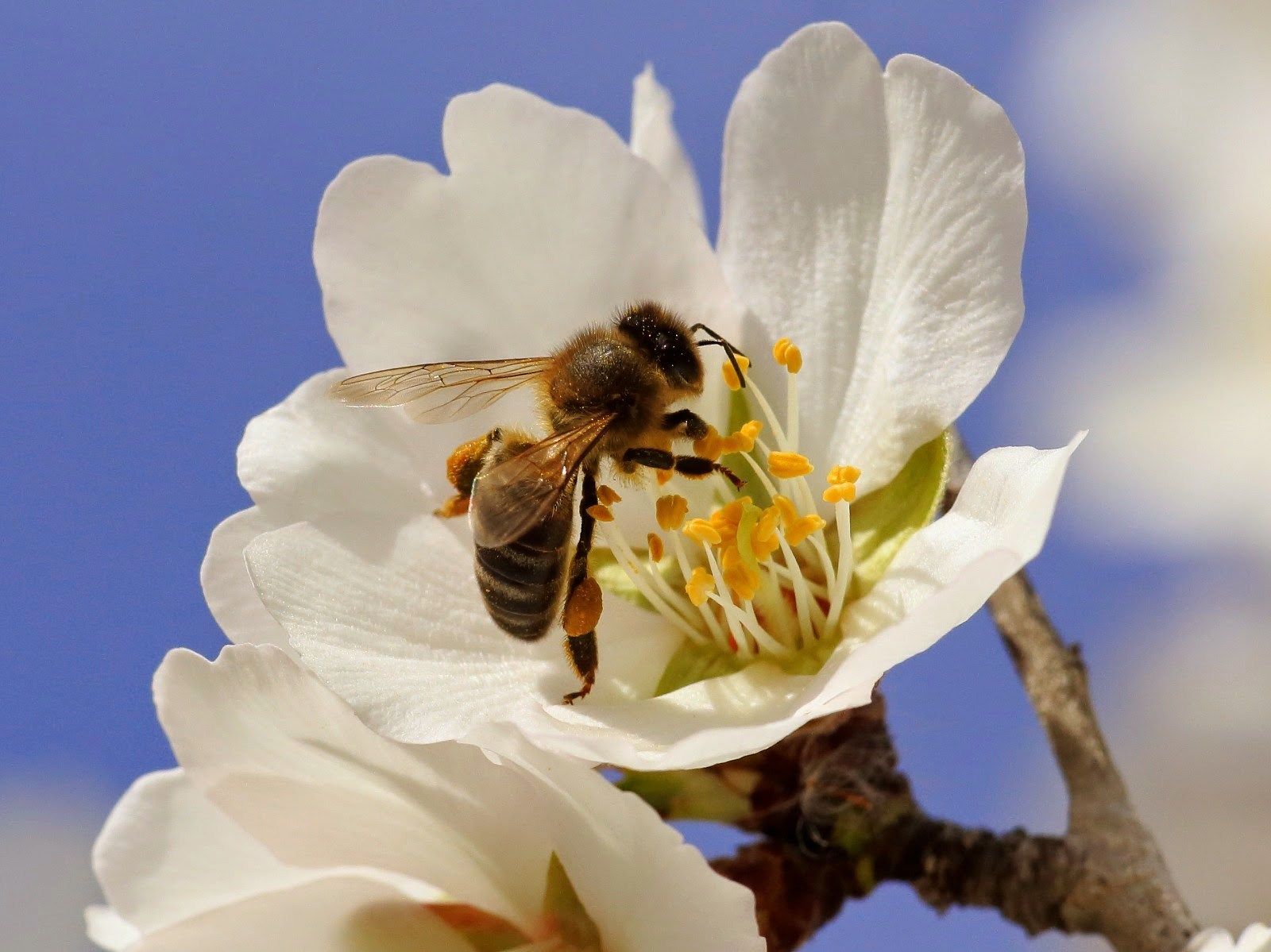 Fondo de pantalla de Abeja 1600x1199