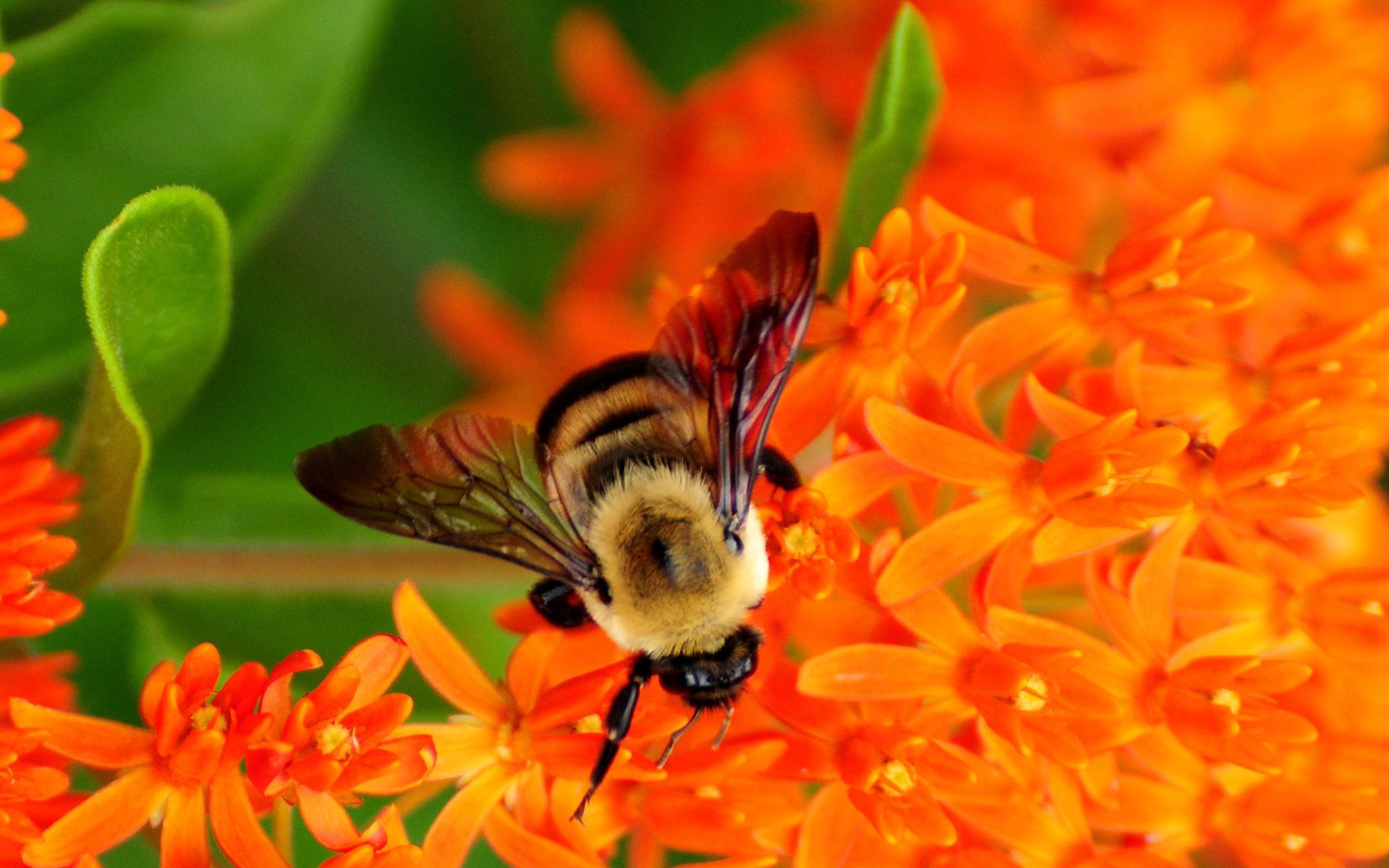 Fondo de pantalla de Abeja 1920x1200