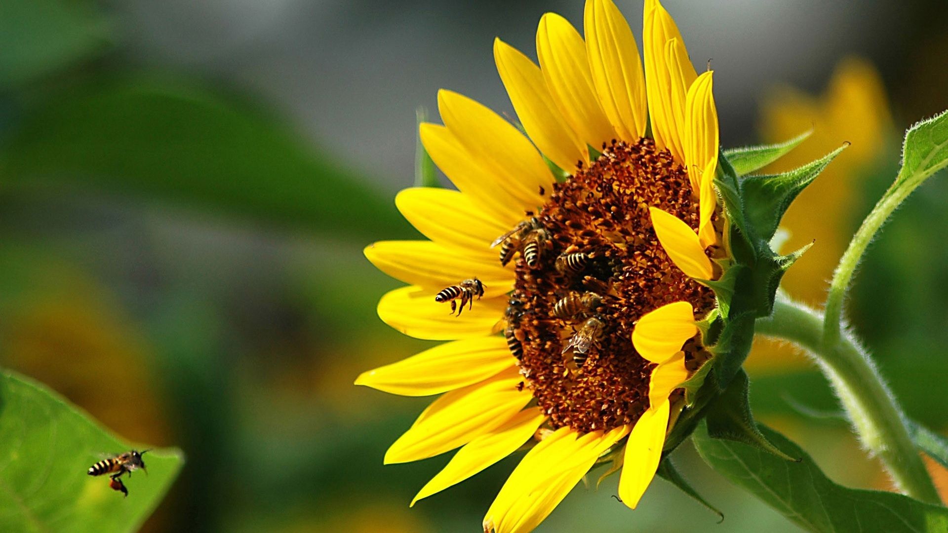 Fondo de pantalla de Abeja 1920x1080