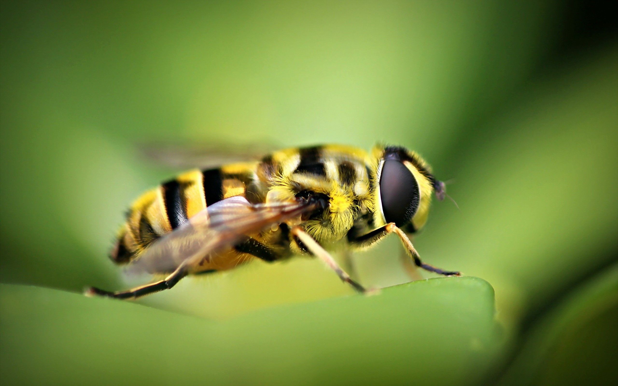 Fondo de pantalla de Abeja 2560x1600