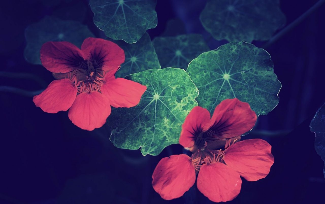 Fondo de pantalla de Flor Roja 1280x804