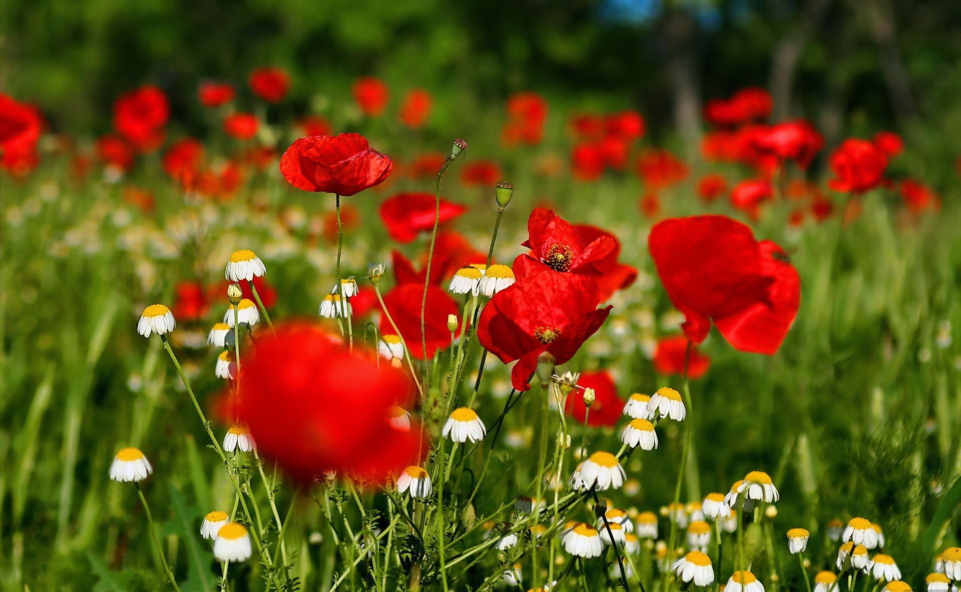 Fondo de pantalla de Flor Roja 1920x1183