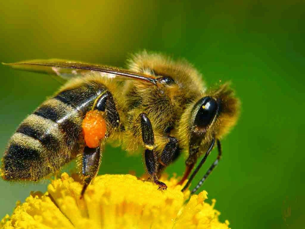 Fondo de pantalla de Abeja 1024x768