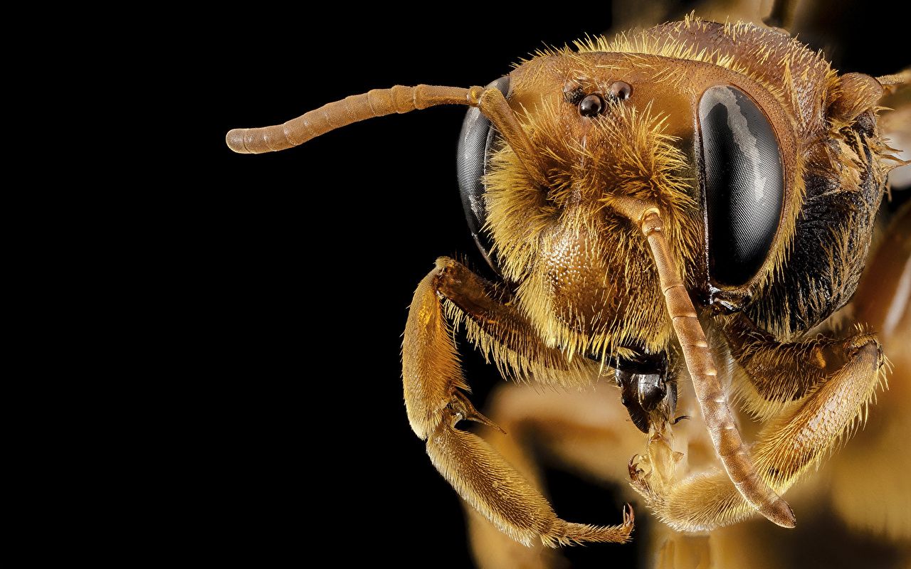 Fondo de pantalla de Abeja 1280x800