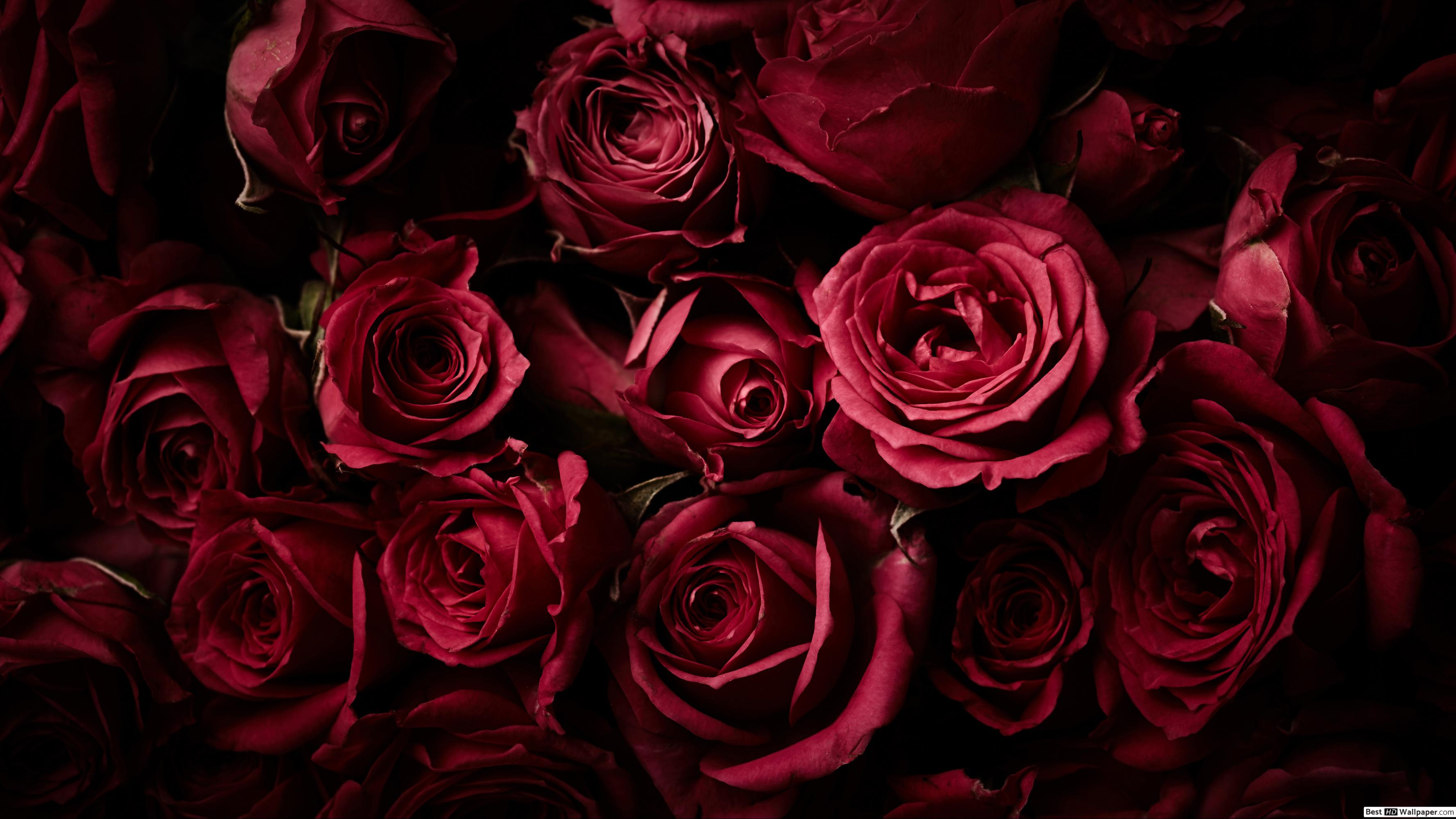 Fondo de pantalla de Flor Roja 3554x1999