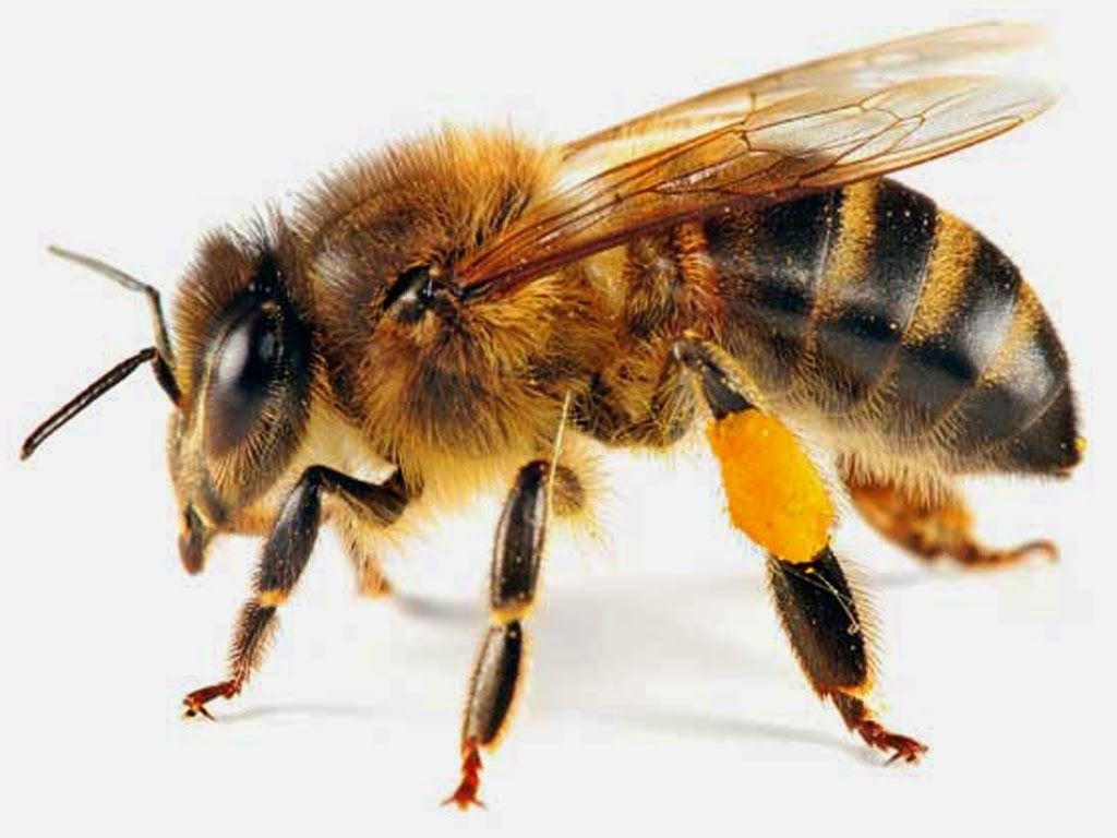 Fondo de pantalla de Abeja 1024x768