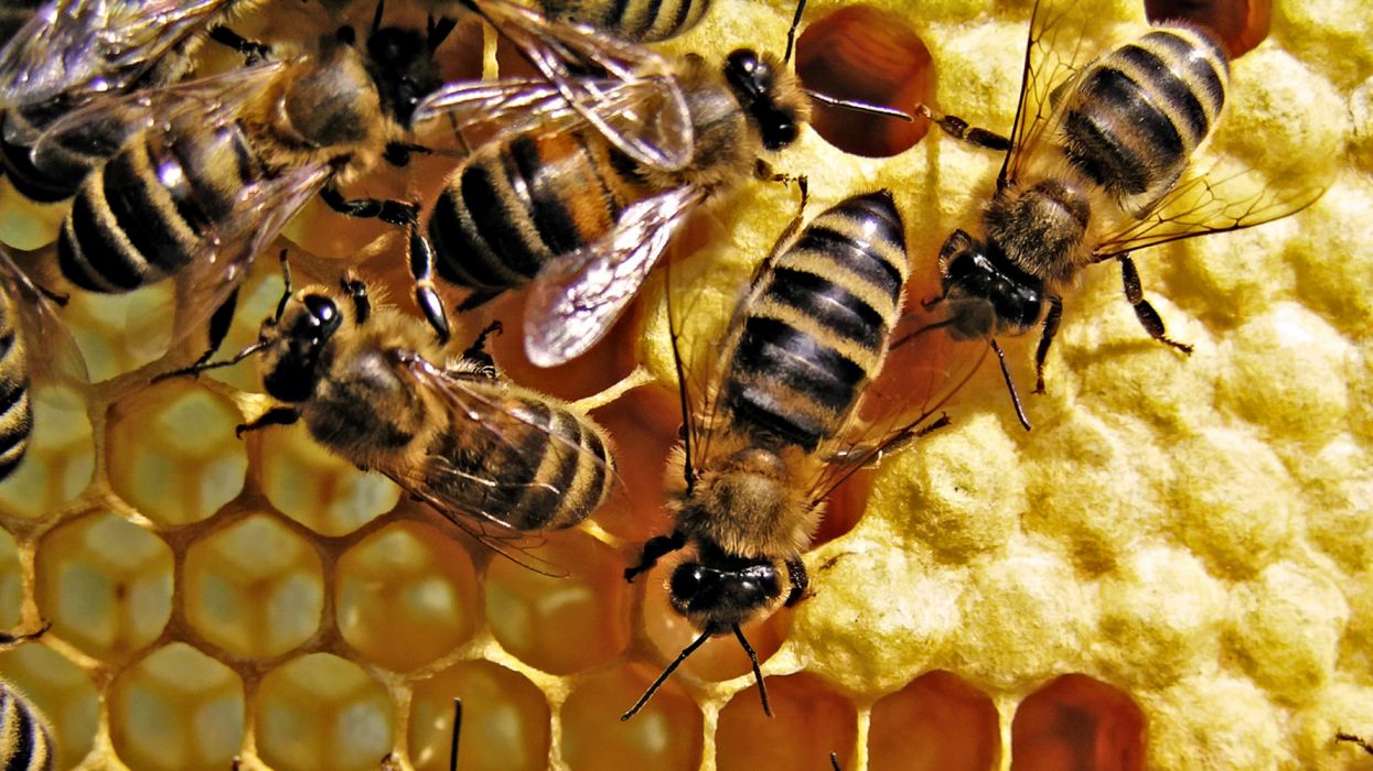 Fondo de pantalla de Abeja 1245x700