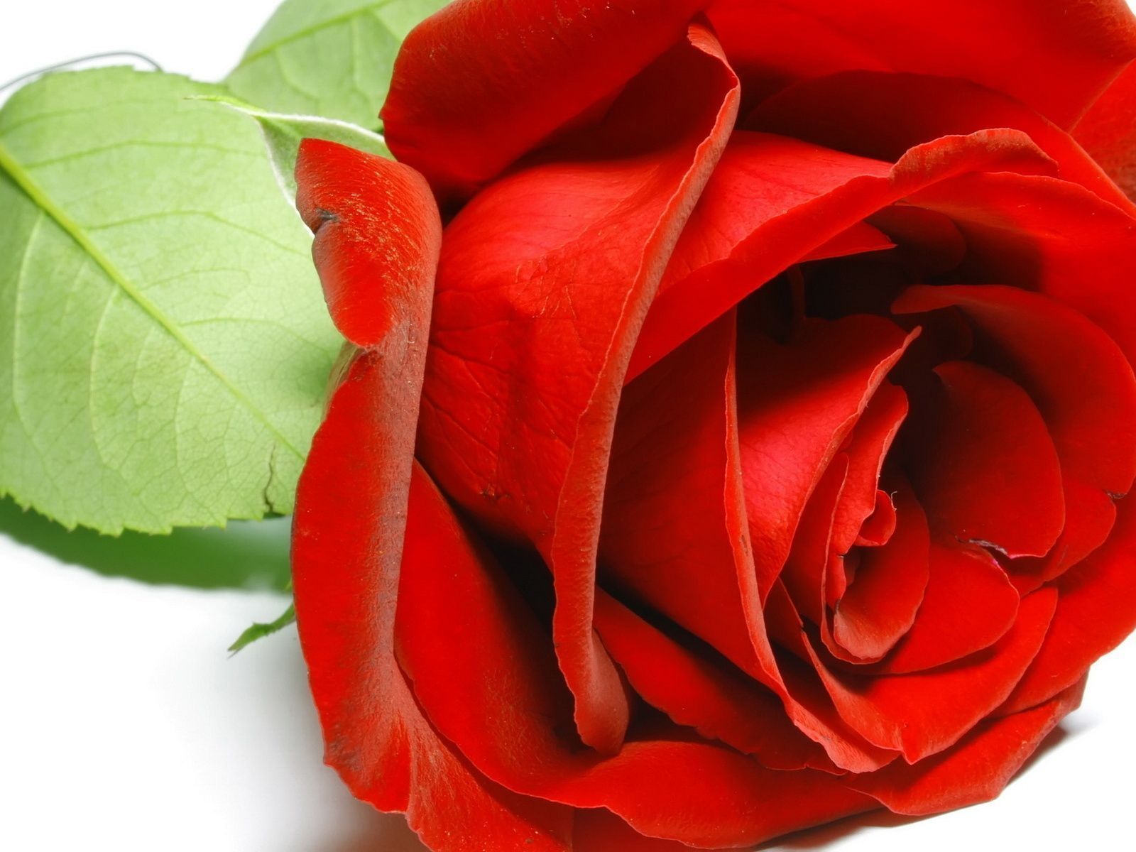 Fondo de pantalla de Flor Roja 1600x1200