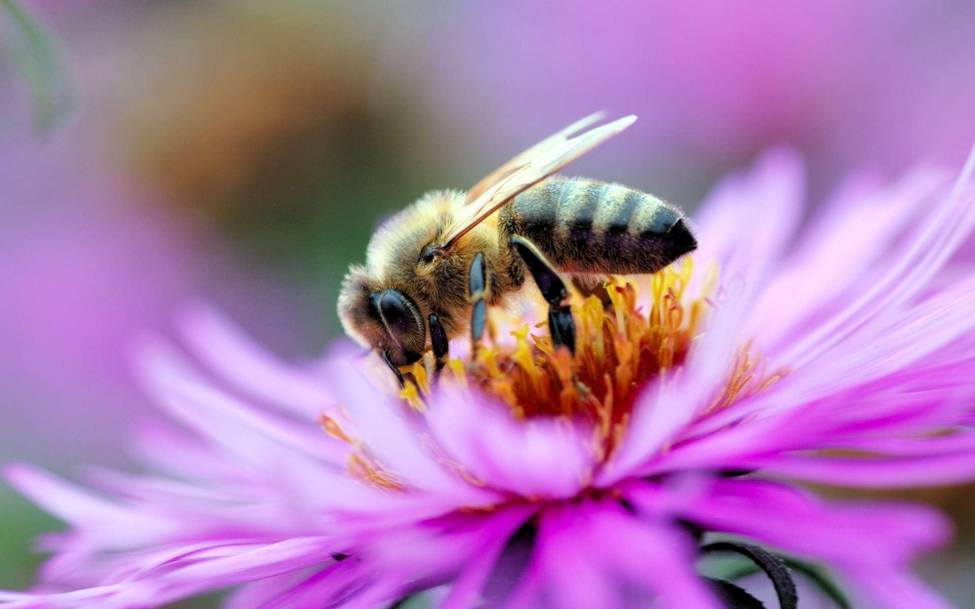 Fondo de pantalla de Abeja 1920x1200