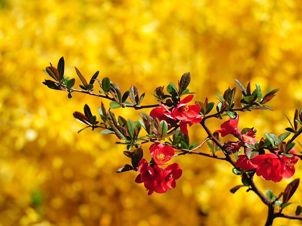 Fondo de pantalla de Flor Roja 1024x768