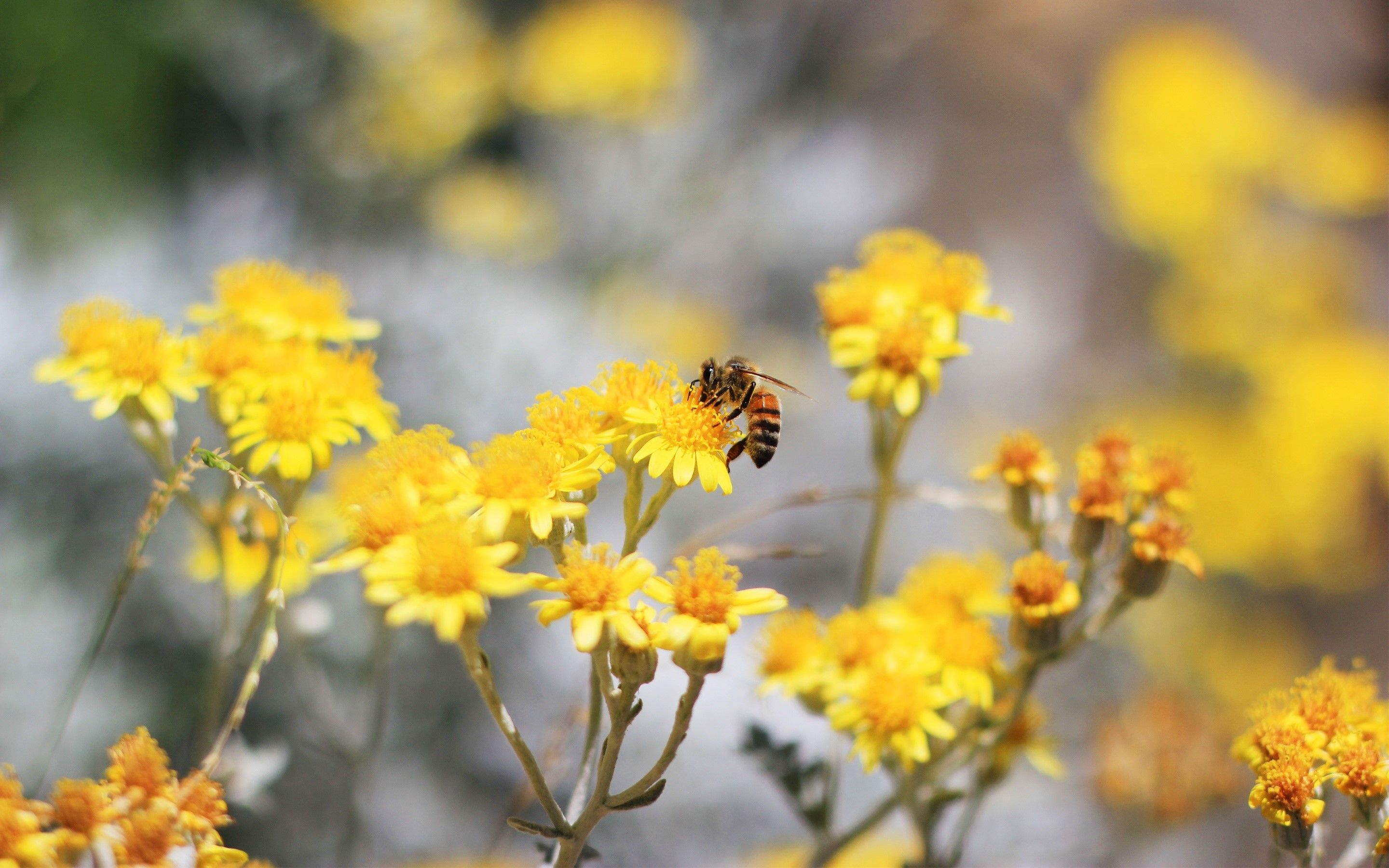 Fondo de pantalla de Abeja 2880x1800