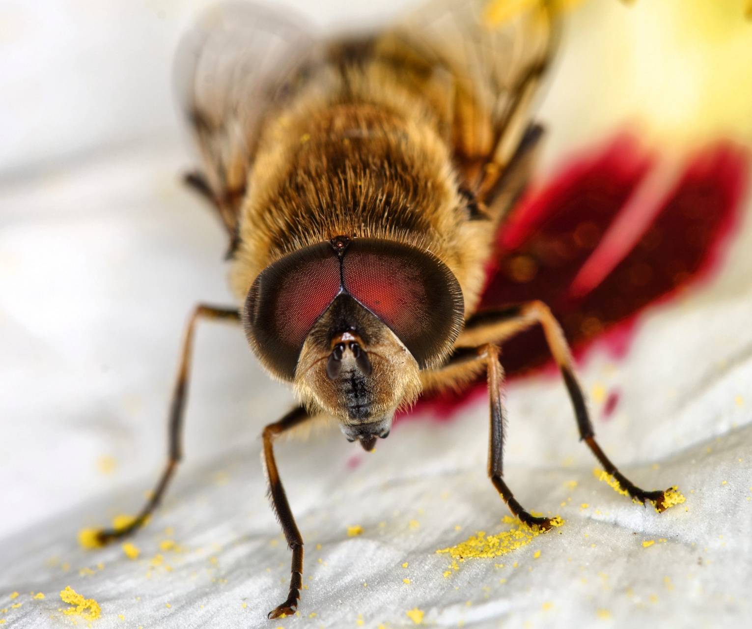 Fondo de pantalla de Abeja 1531x1280