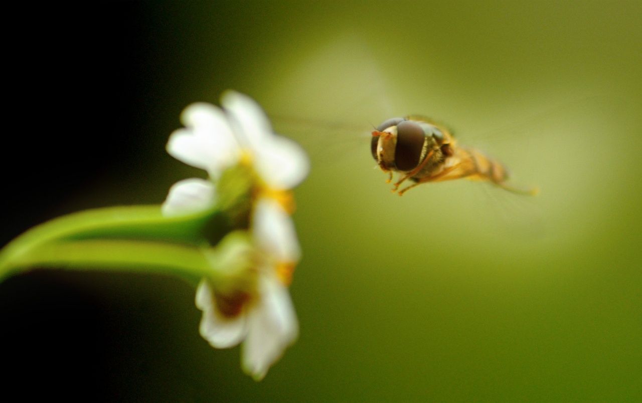 Fondo de pantalla de Abeja 1280x804