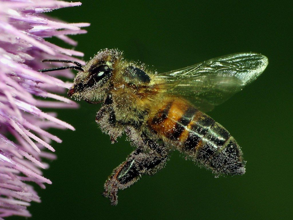 Fondo de pantalla de Abeja 1024x768