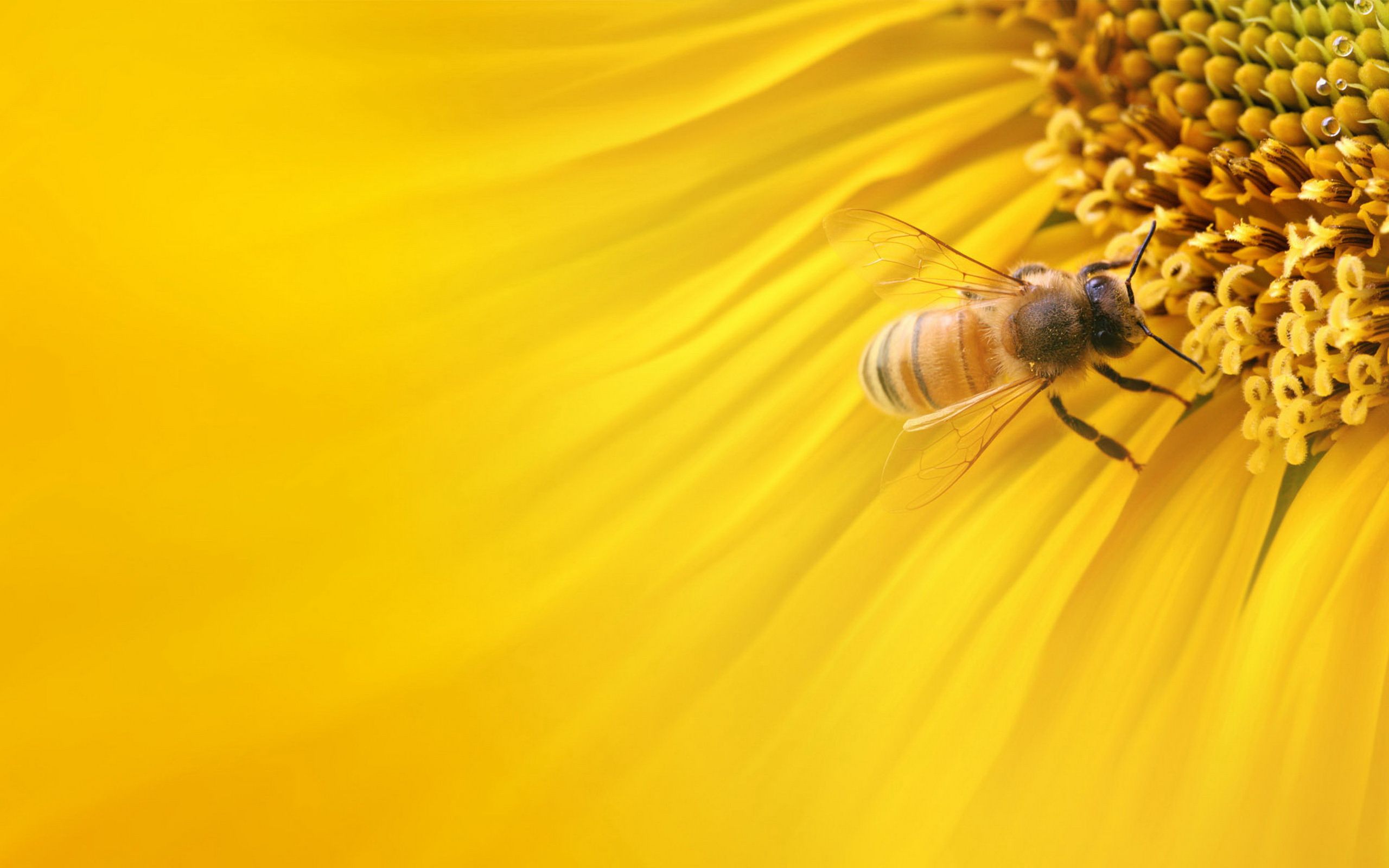 Fondo de pantalla de Abeja 2560x1600