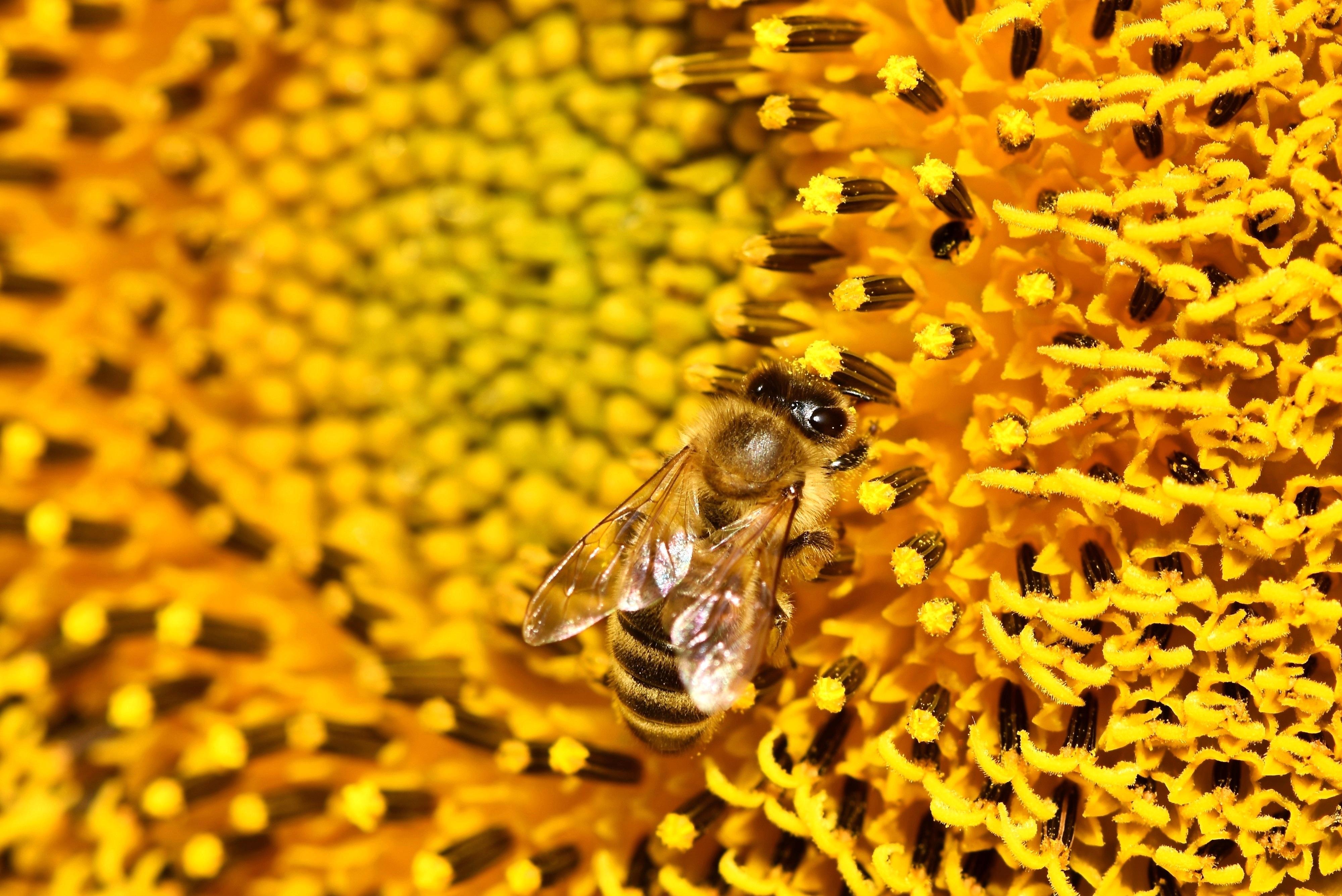 Fondo de pantalla de Abeja 4000x2671