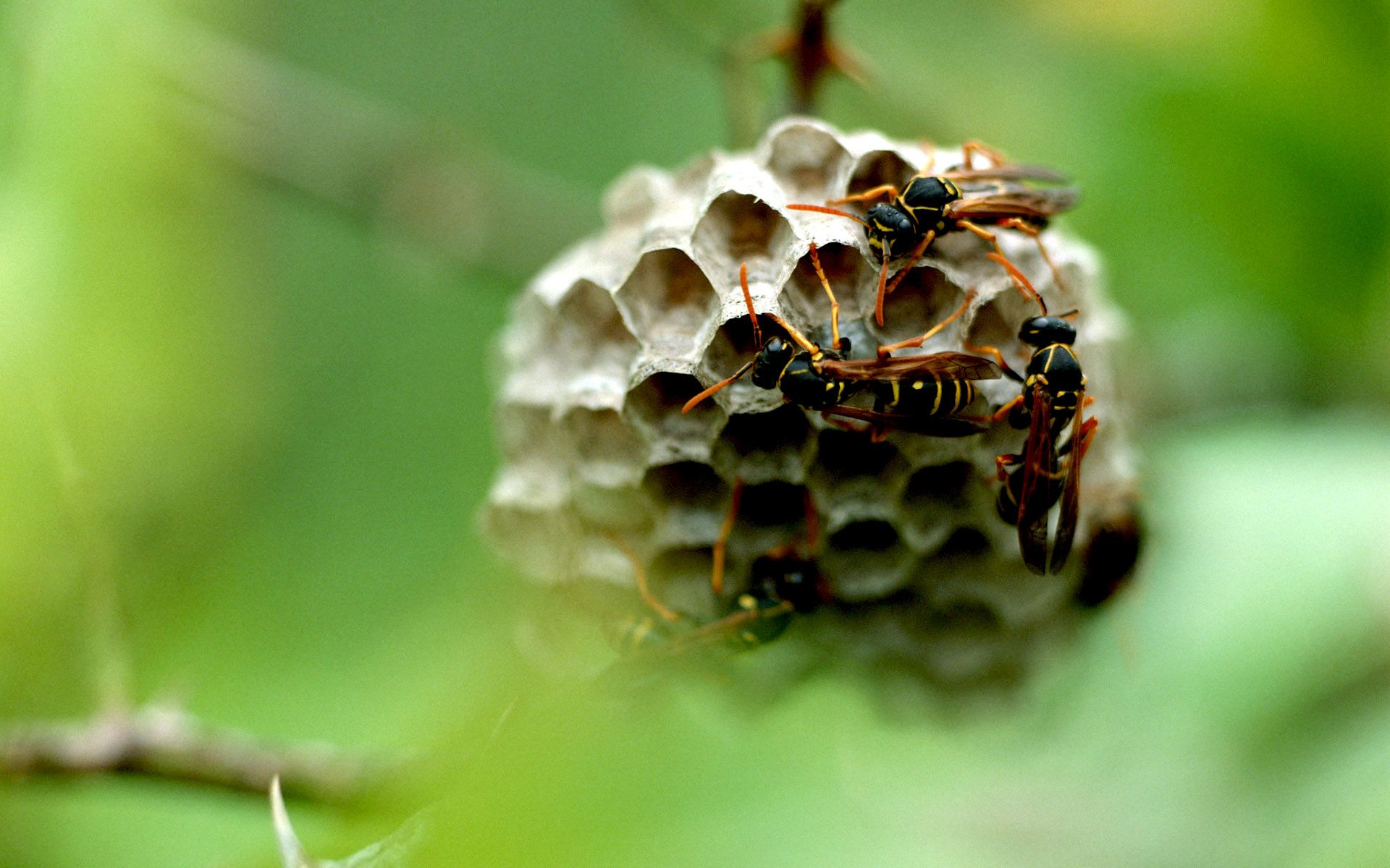 Fondo de pantalla de Abeja 1920x1200