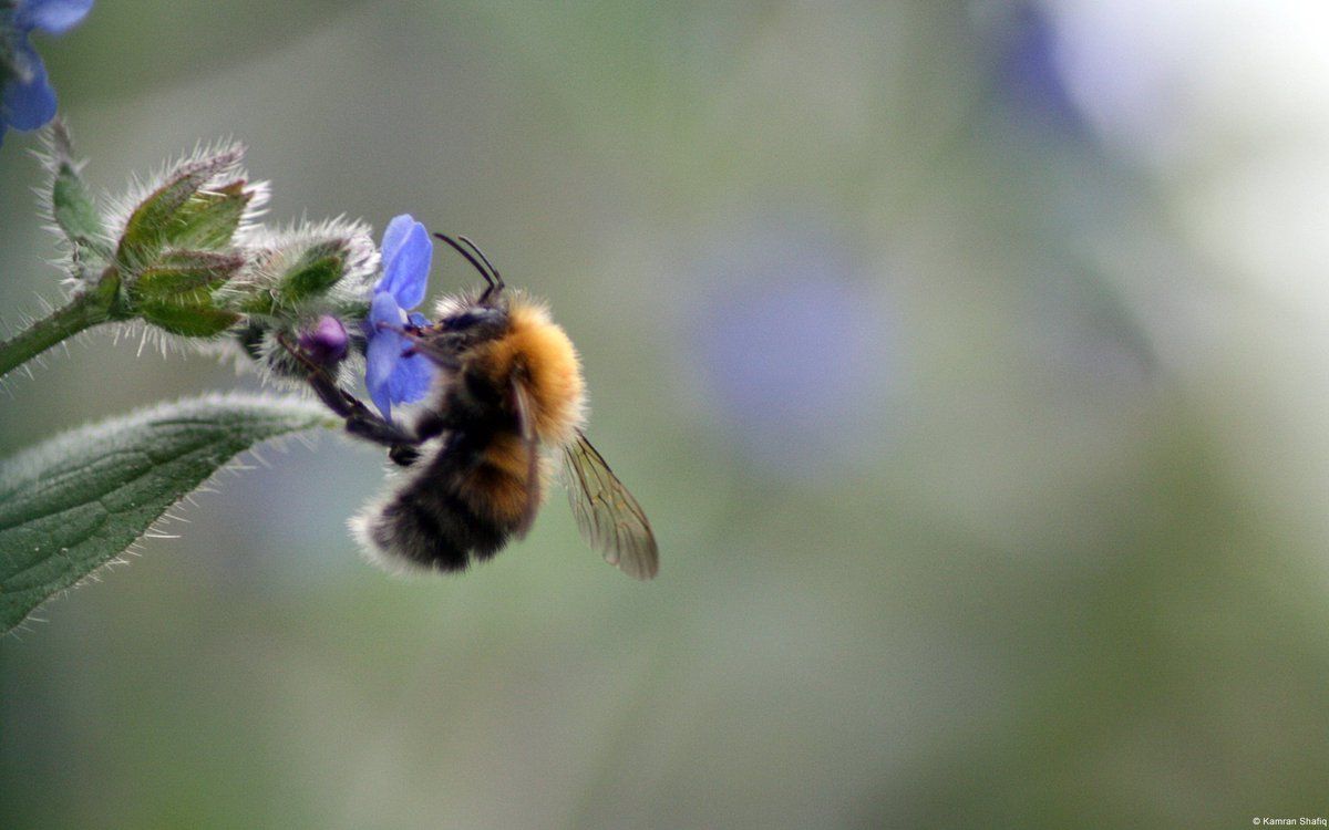 Fondo de pantalla de Abeja 1200x750