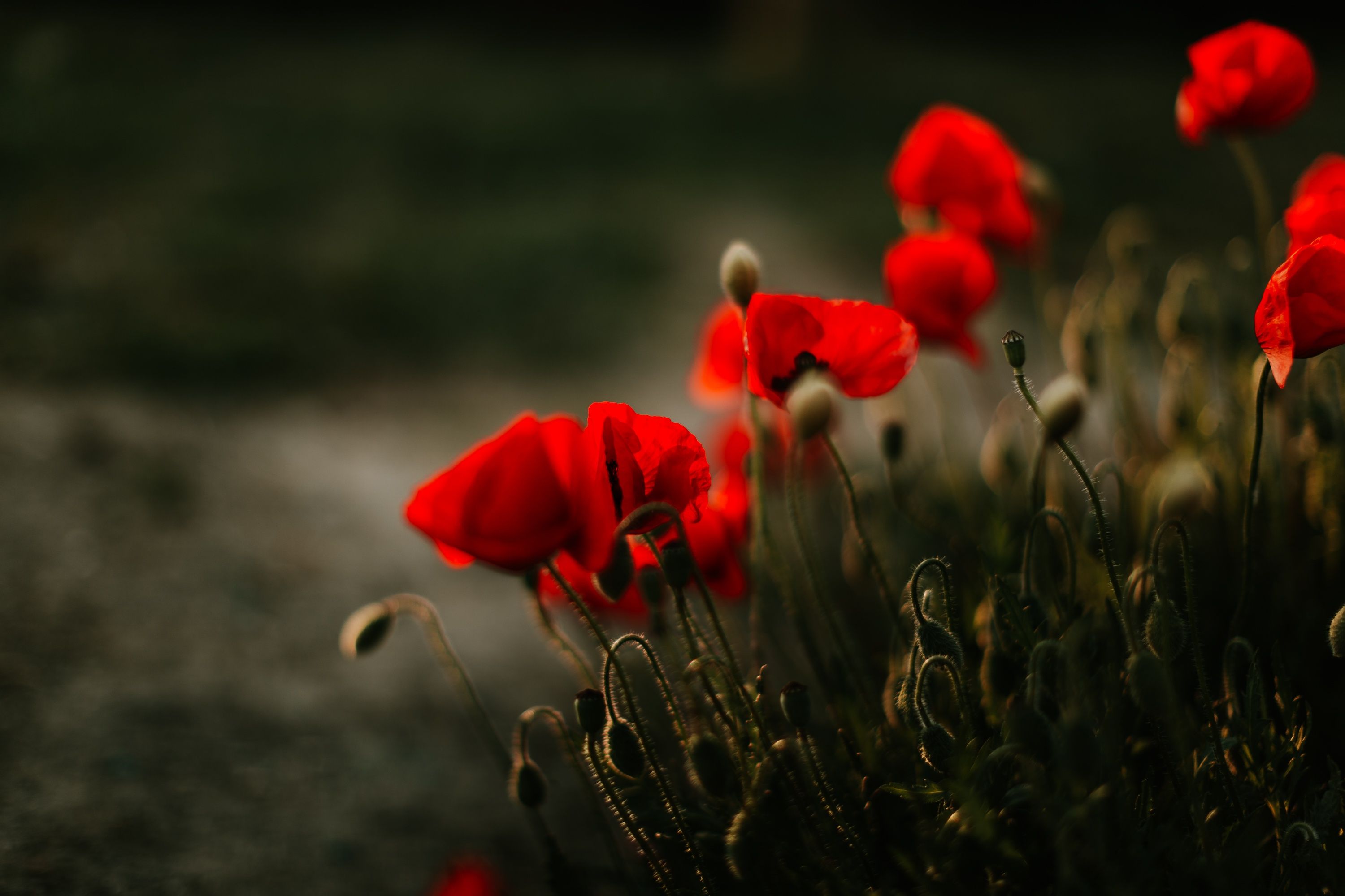 Fondo de pantalla de  3000x2000