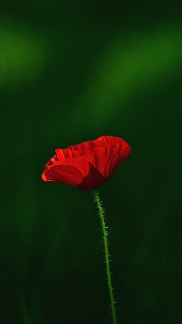 Fondo de pantalla de  750x1334