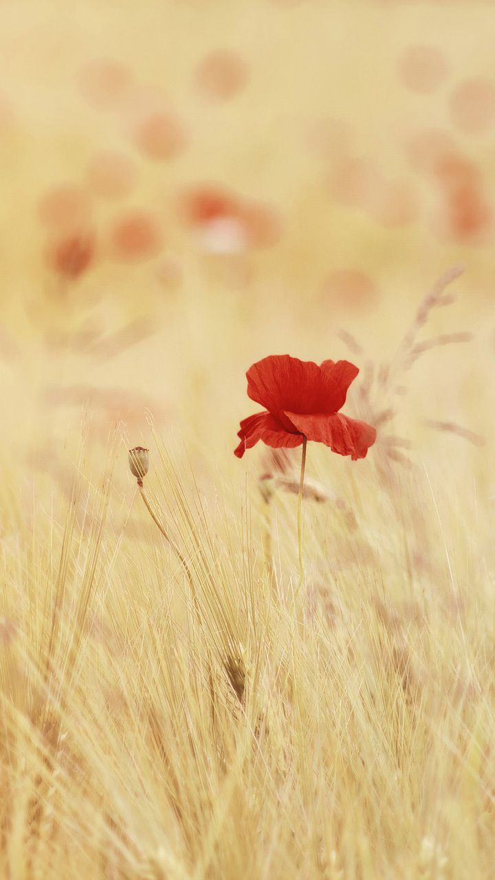 Fondo de pantalla de  720x1280