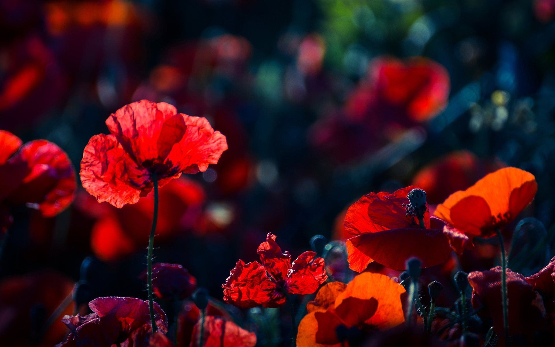 Fondo de pantalla de  1920x1200