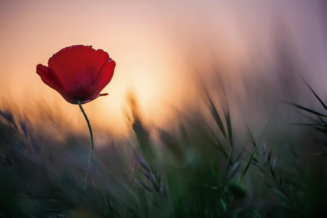 Fondo de pantalla de  1095x730