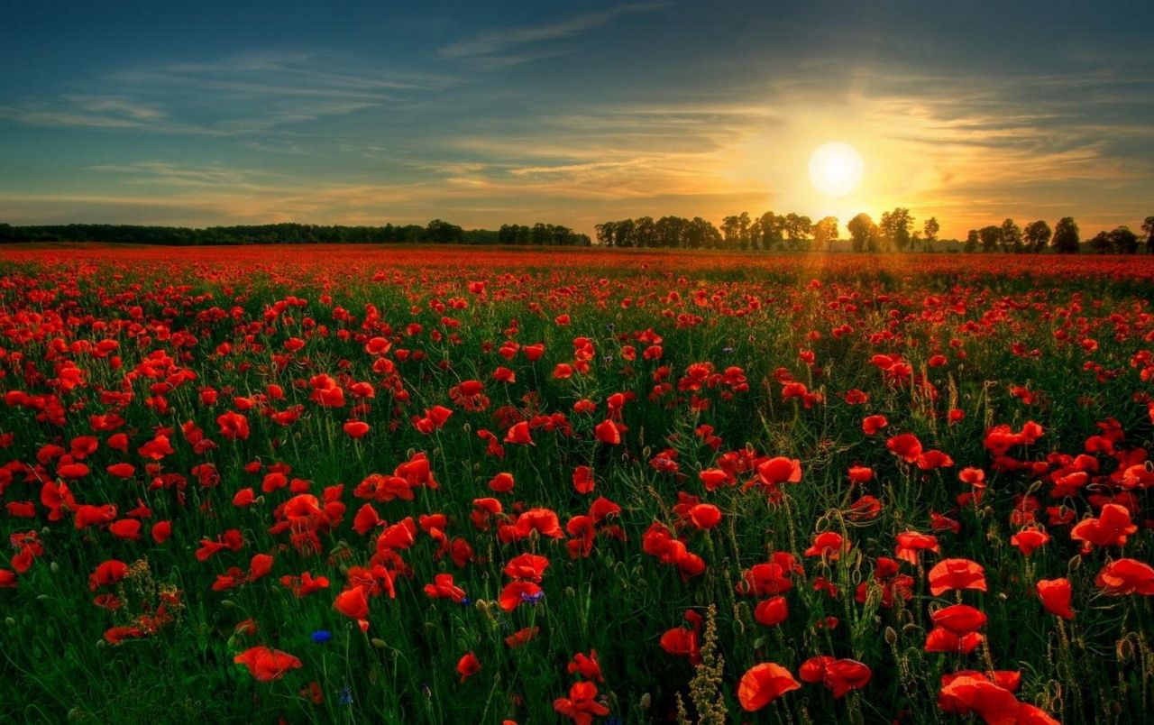 Fondo de pantalla de  1280x804