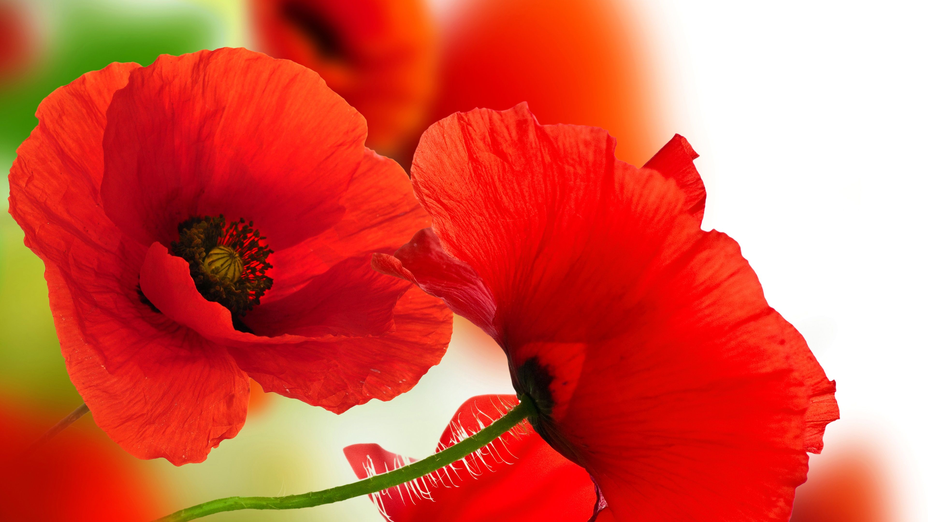 Fondo de pantalla de  3840x2160