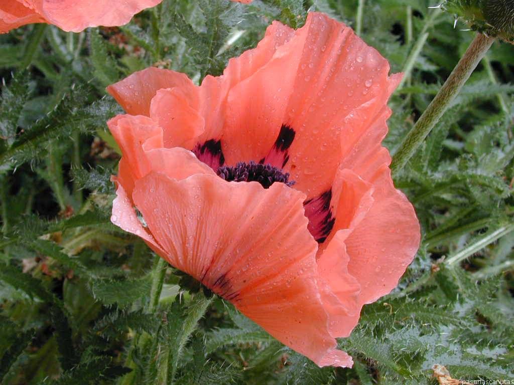 Fondo de pantalla de  1024x768