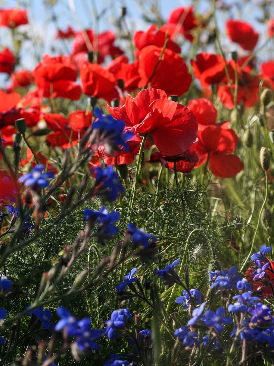 Fondo de pantalla de  910x1213