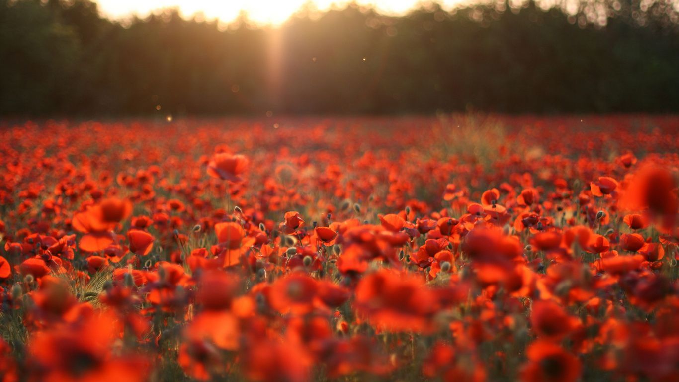 Fondo de pantalla de  1366x768