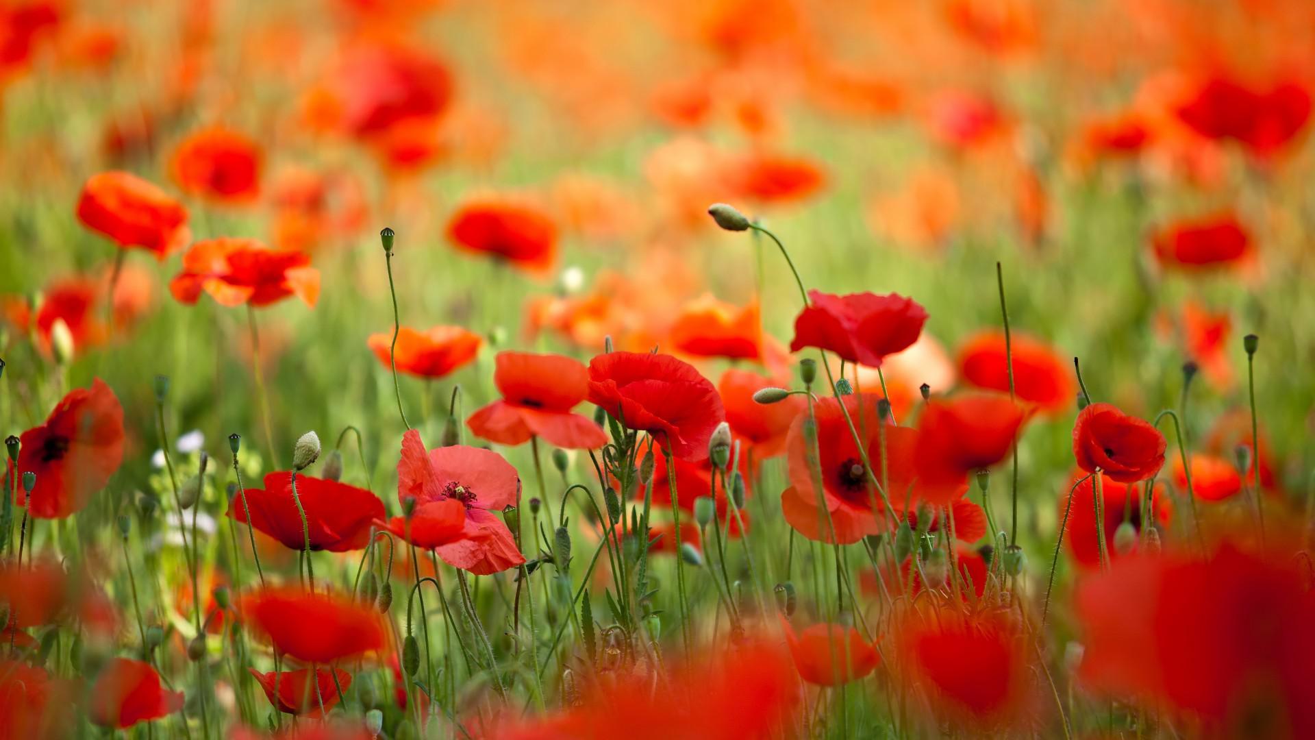 Fondo de pantalla de  1920x1080