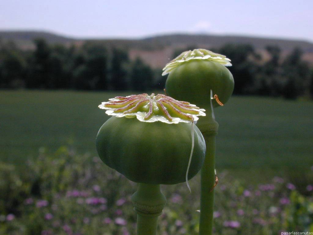 Fondo de pantalla de  1024x768