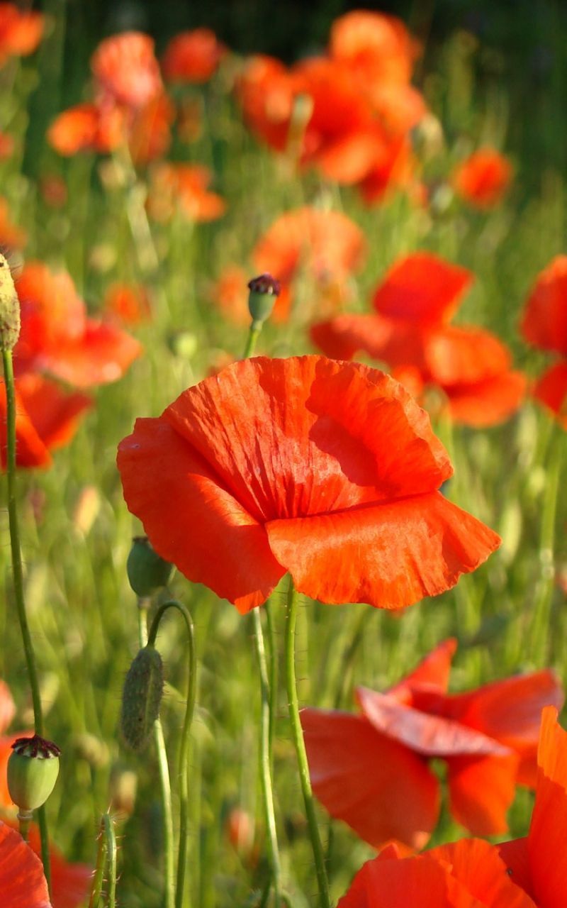 Fondo de pantalla de  800x1280