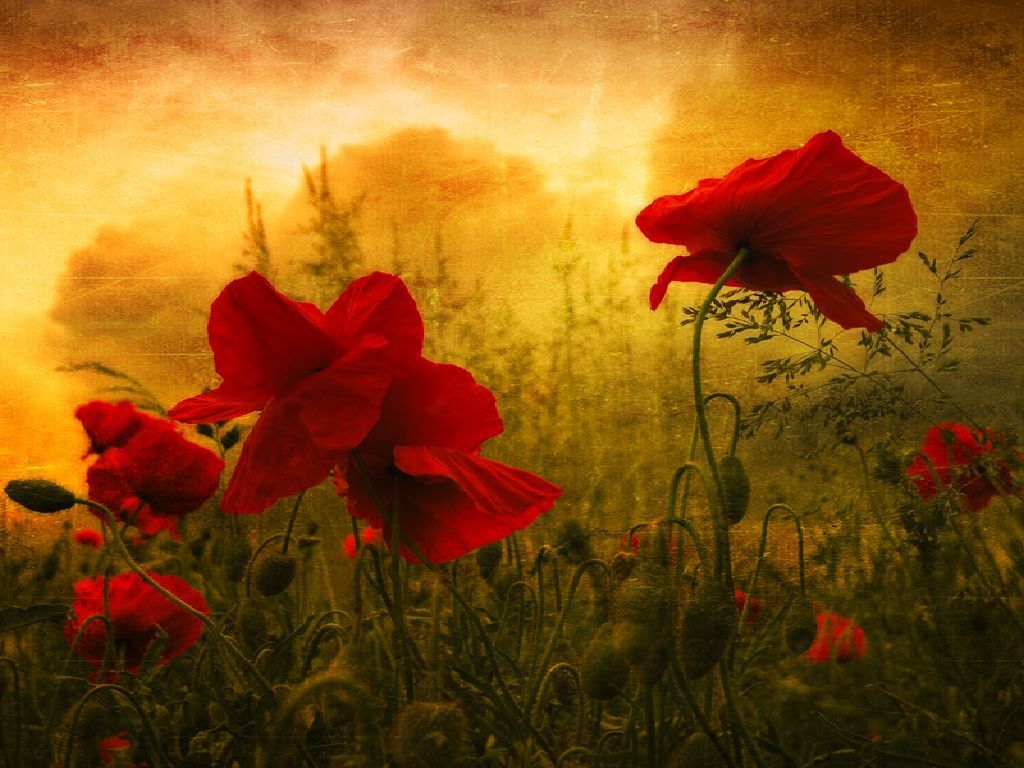 Fondo de pantalla de  1024x768