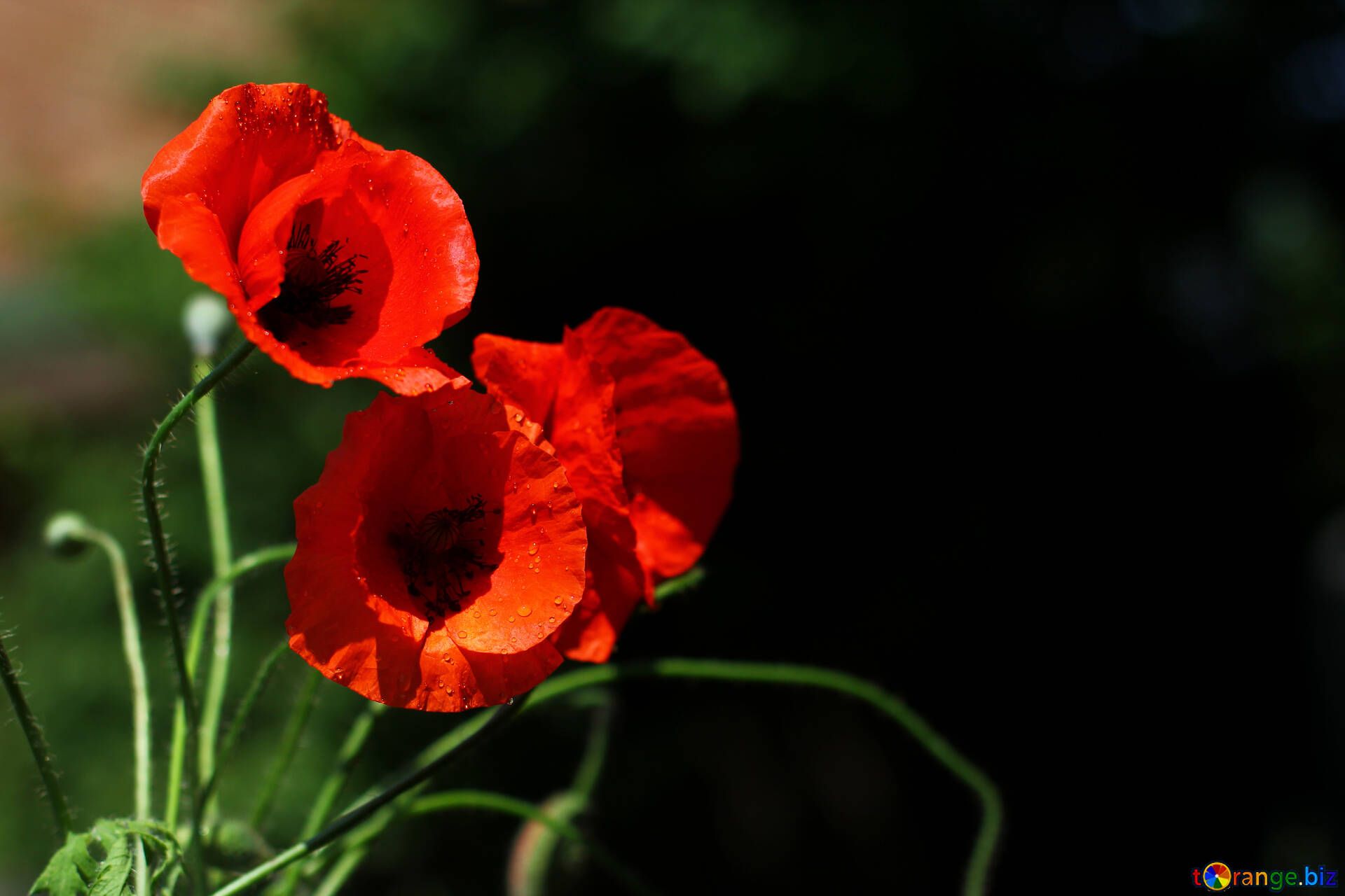 Fondo de pantalla de  1920x1280