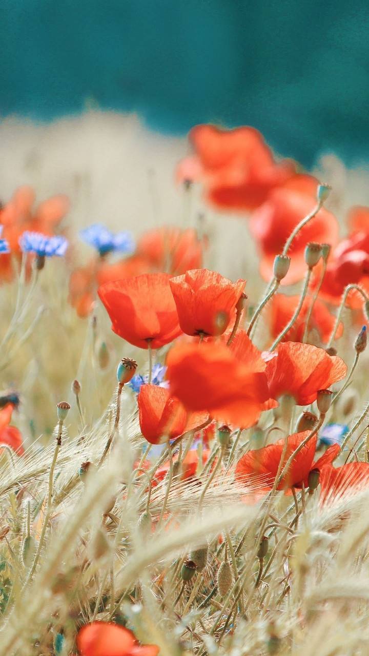 Fondo de pantalla de  720x1280