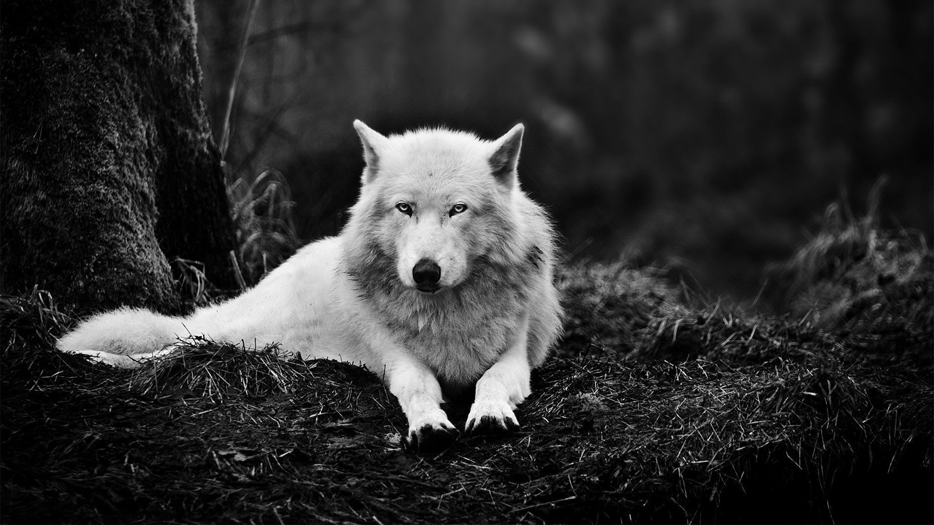 Más de 58 fondos de pantalla 4K Wolf