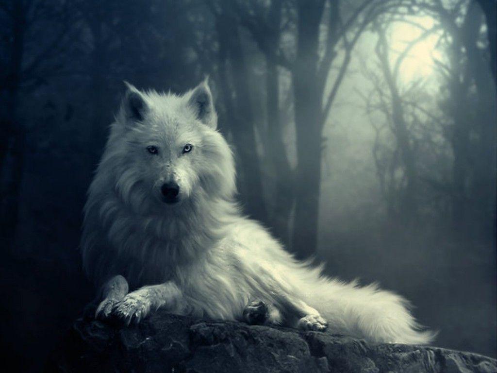 Wolf Wallpapers HD