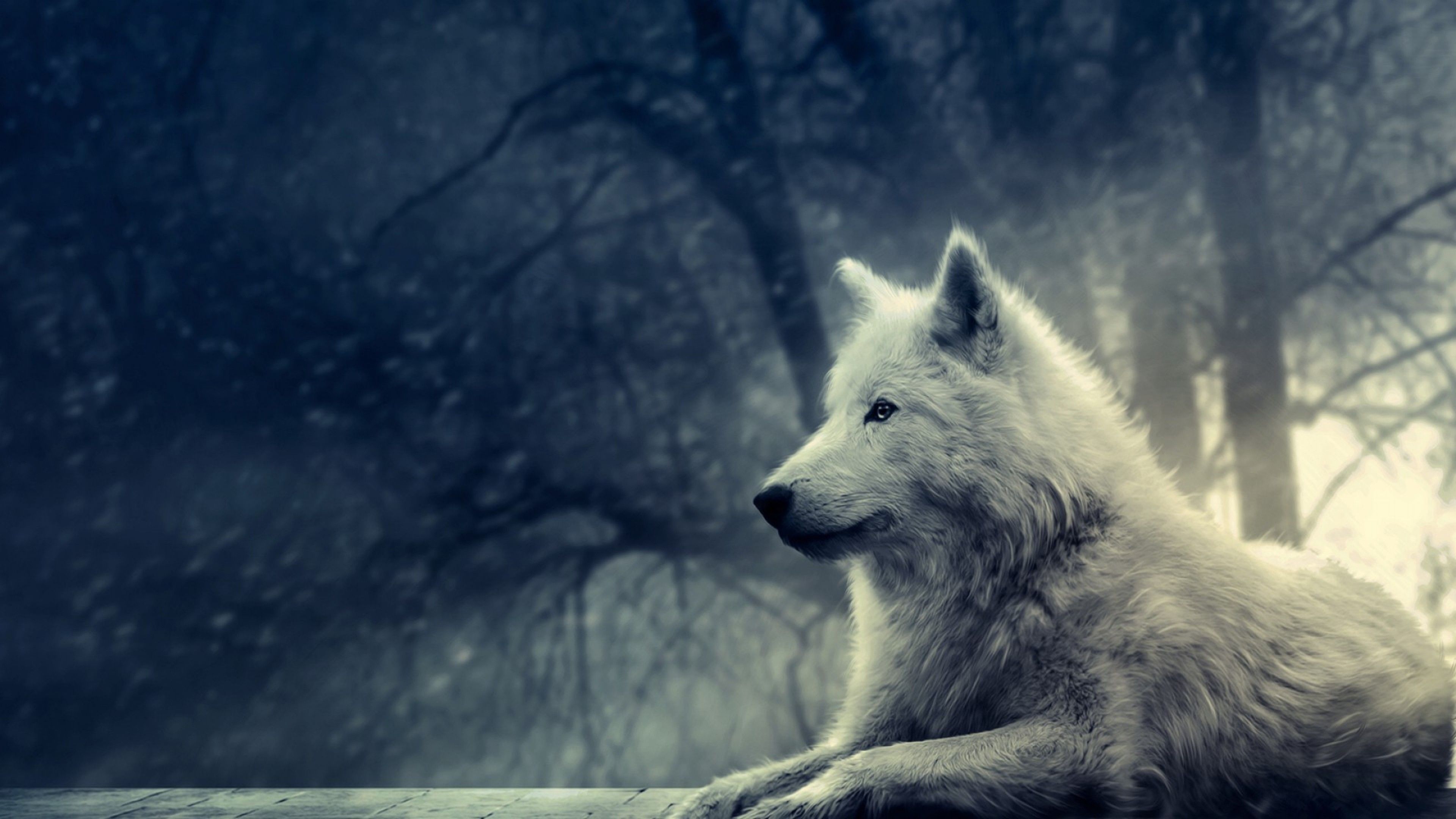 4K Wolf Wallpaper (más de 43 imágenes)