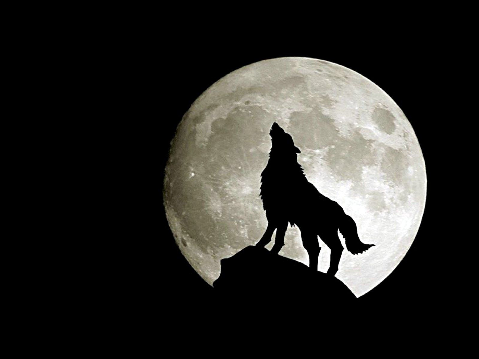 995 Wolf Fondos de pantalla HD | Imágenes de fondo