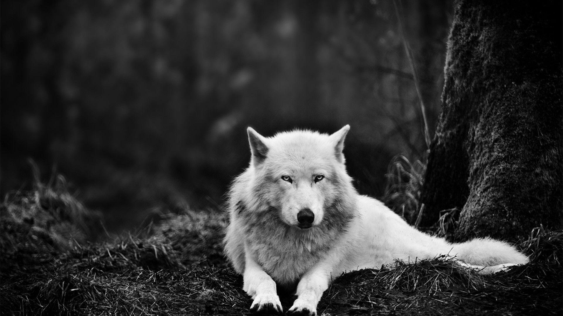 Wolf Wallpapers HD