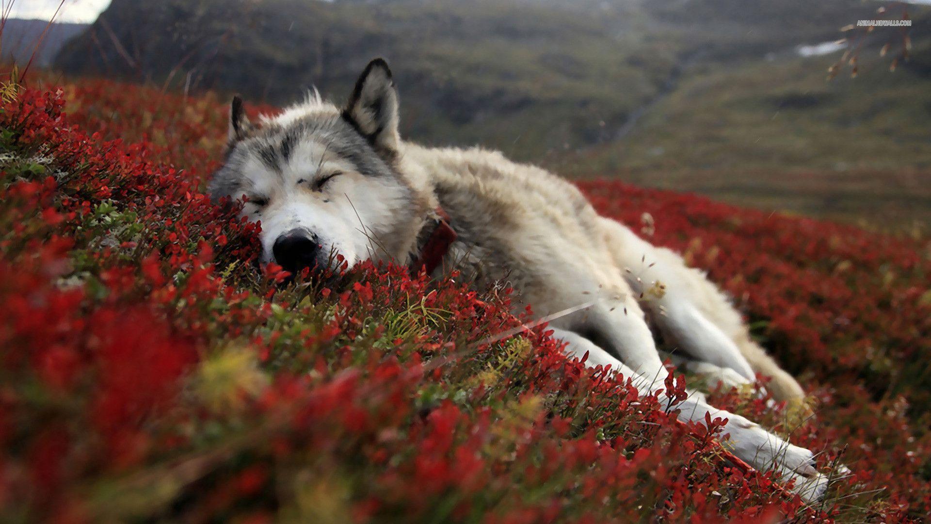 Wolf Wallpapers HD