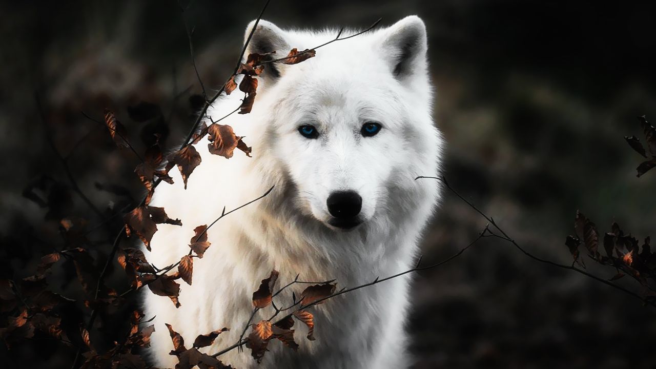 Wolf Wallpaper en newwallpaperdownload.com