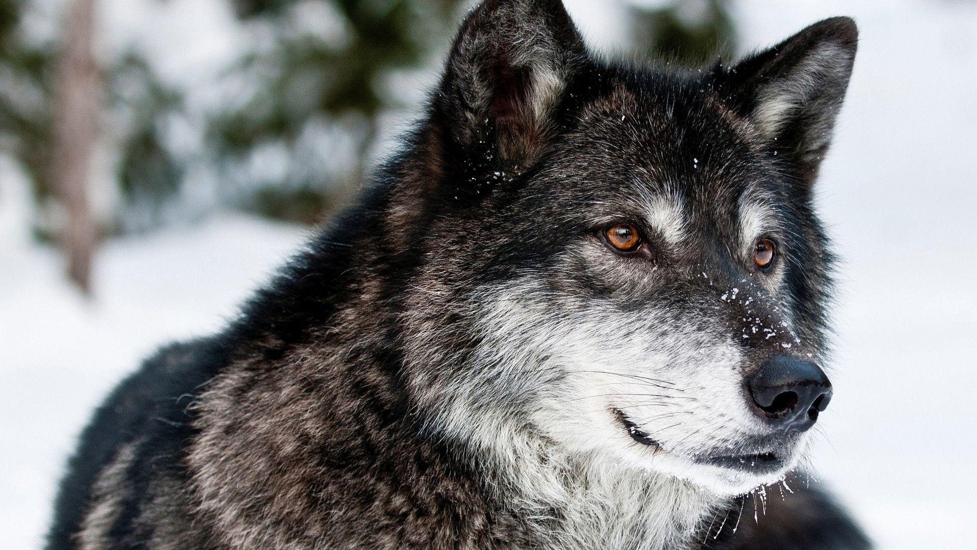 Wolf Fondos de pantalla 1920x1080