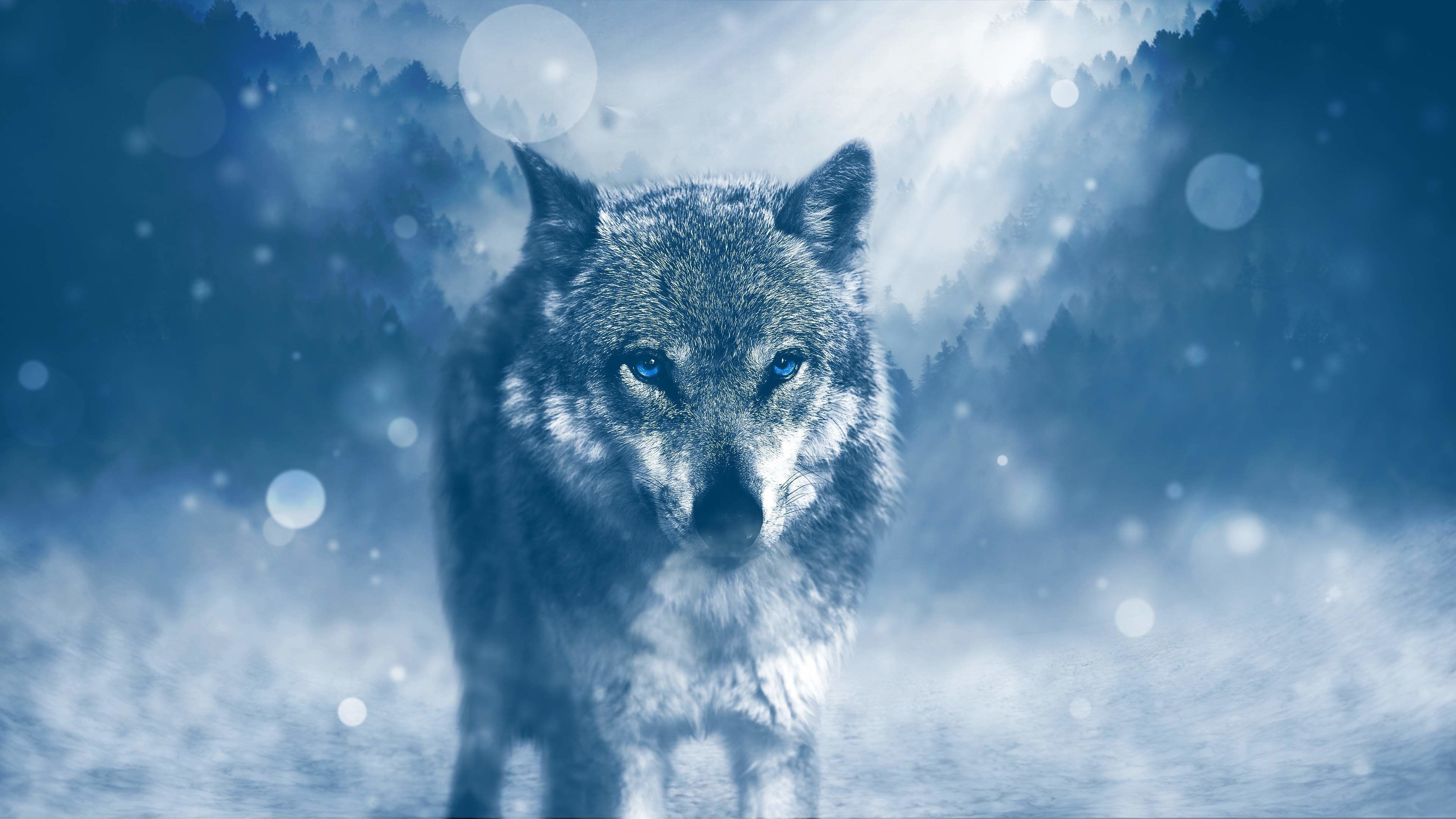 Más de 58 fondos de pantalla 4K Wolf