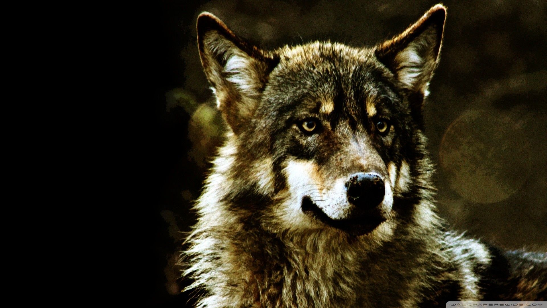 Fondo de pantalla de lobo HD · ① Descargue fondos de pantalla de alta definición completos